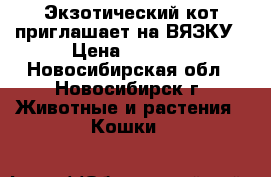 Экзотический кот приглашает на ВЯЗКУ › Цена ­ 1 000 - Новосибирская обл., Новосибирск г. Животные и растения » Кошки   